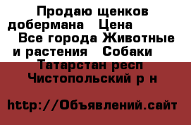 Продаю щенков добермана › Цена ­ 45 000 - Все города Животные и растения » Собаки   . Татарстан респ.,Чистопольский р-н